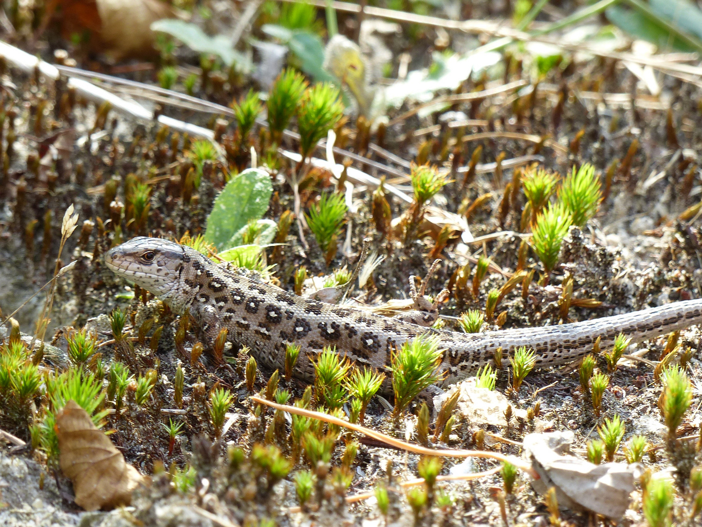 Auf der Lauer