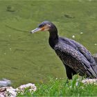 Auf der Lauer