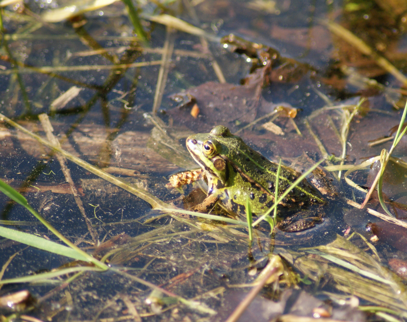 Auf der Lauer