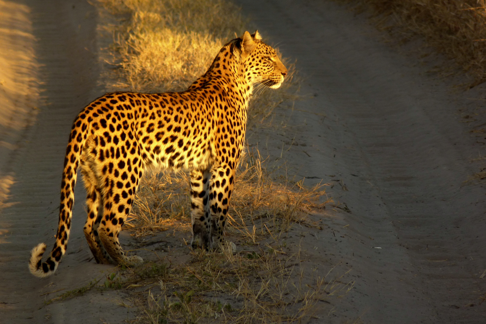 auf der Lauer am frühen Morgen in der Kalahari-wüste..