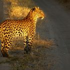 auf der Lauer am frühen Morgen in der Kalahari-wüste..