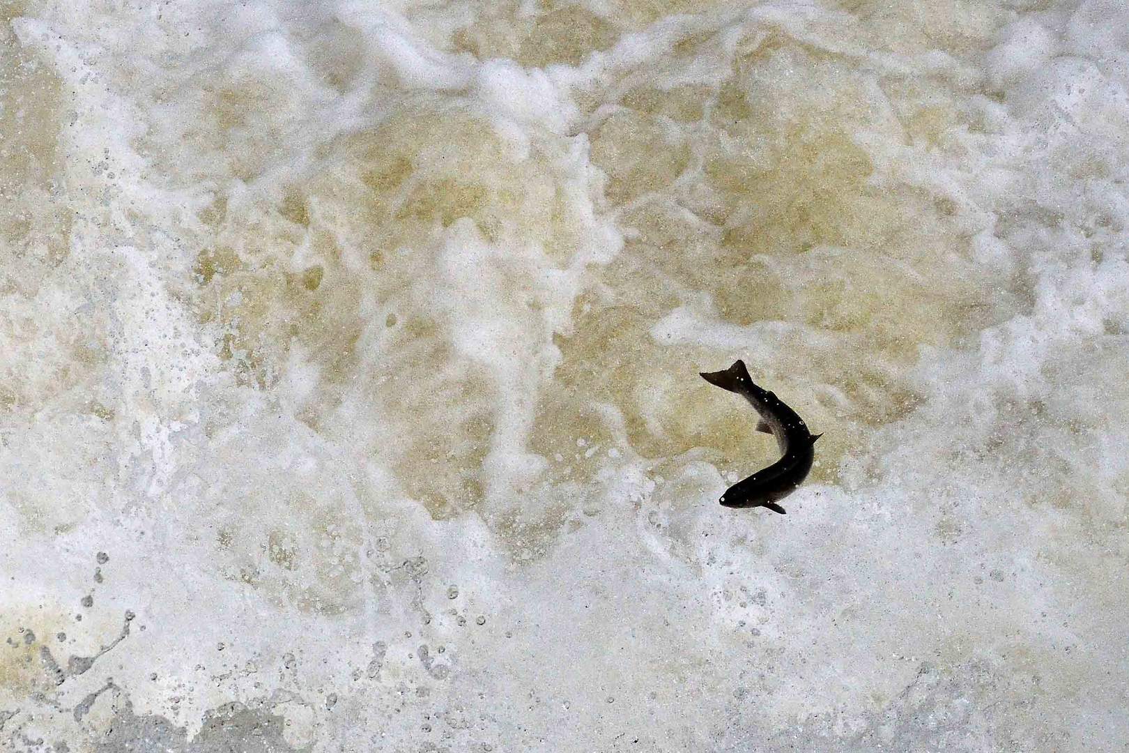 Auf der Lauer am Lachsfluss