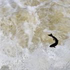 Auf der Lauer am Lachsfluss