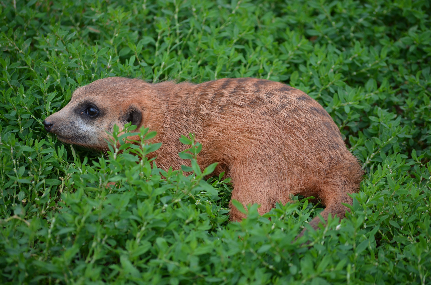 Auf der Lauer, auf der Lauer liegt ein kleines Erdmännchen