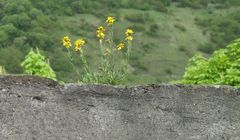 Auf der Lauer auf der Mauer....