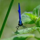 Auf der Lauer - Blauflügel-Prachtlibelle (Calopteryx virgo)