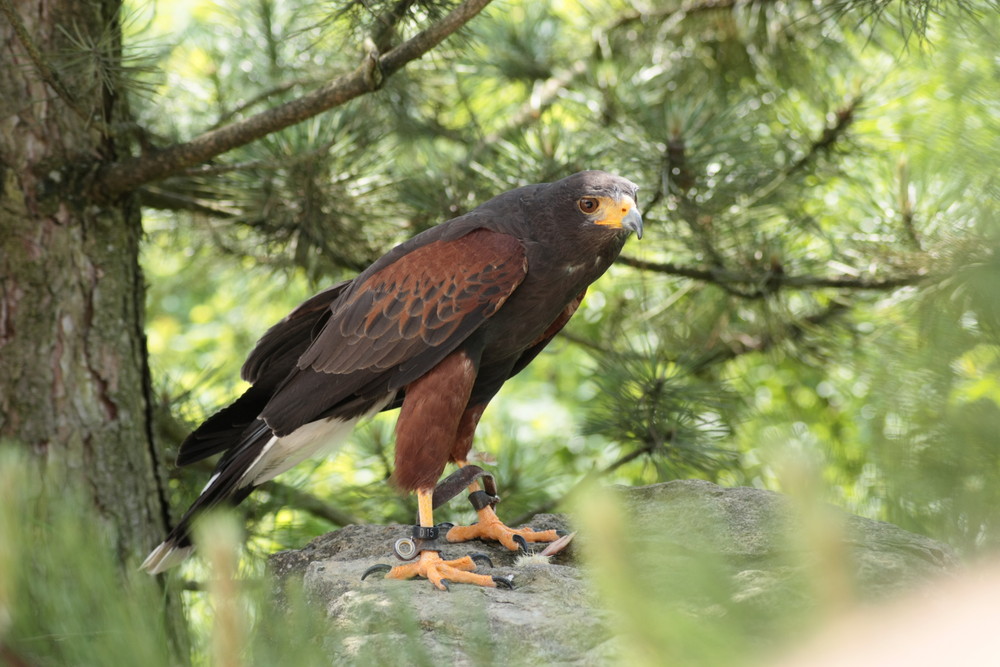 auf der Lauer