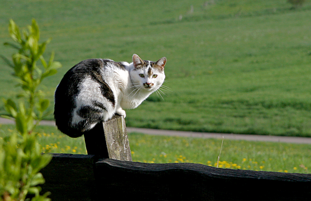 auf der lauer