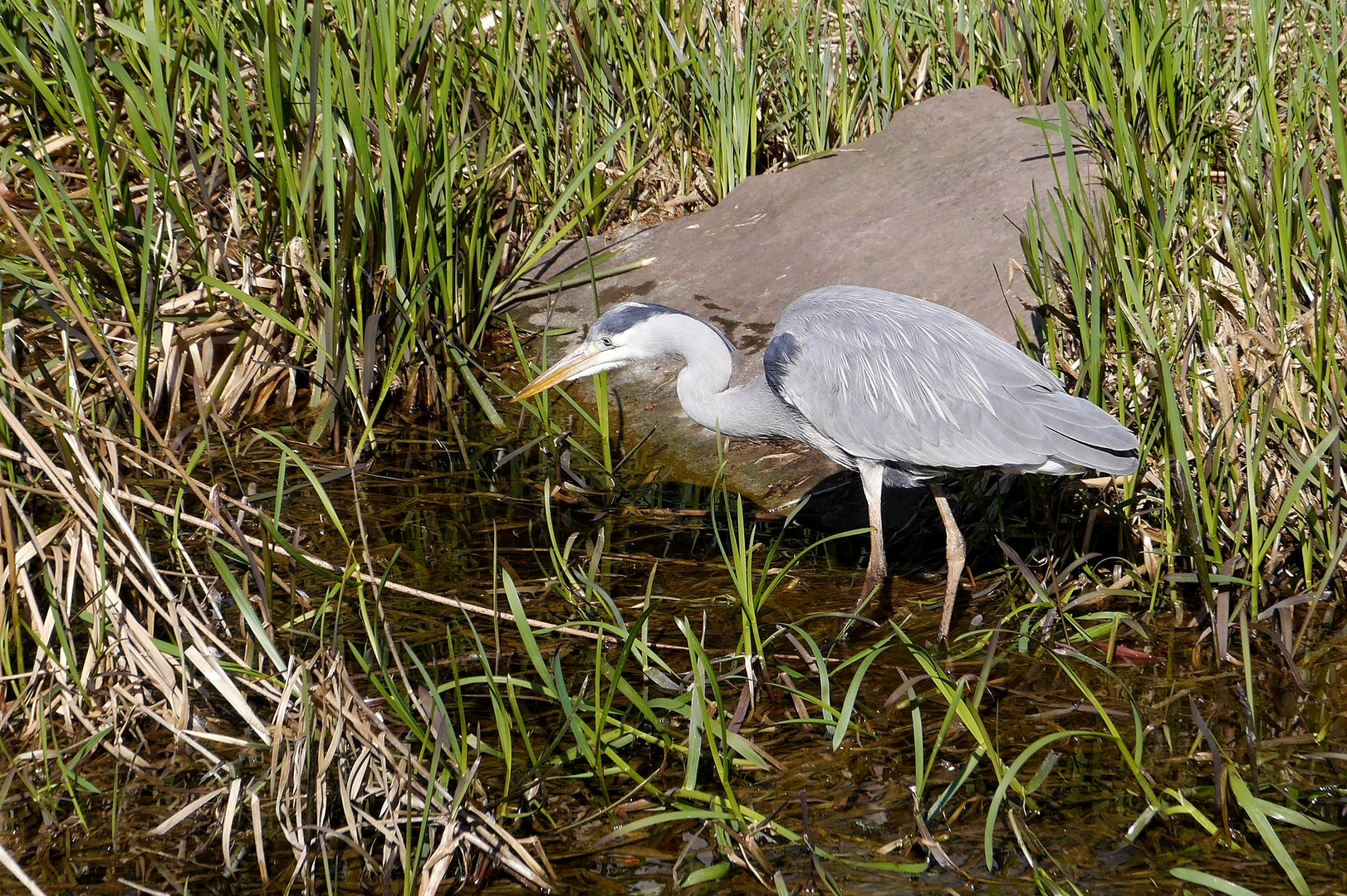 auf der Lauer