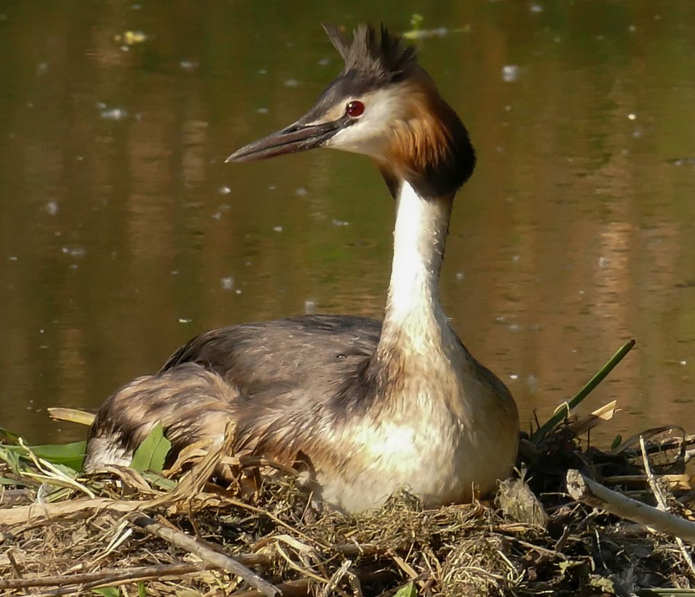 auf der lauer FZ1000 11040661 Foto & Bild panasonic, natur, pflanzen