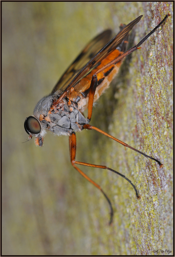 Auf der Lauer: Gemeine Schnepfenfliege