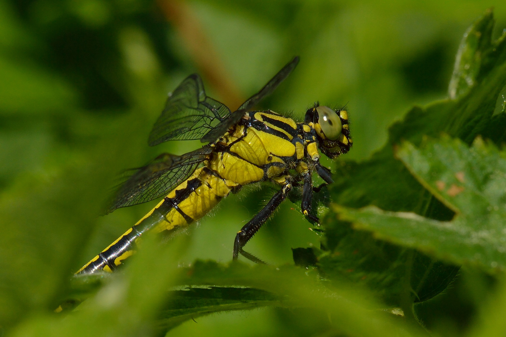 Auf der Lauer - Gomphus vulgatissimus, Gemeine Keiljungfer