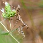 Auf der Lauer - Gottesanbeterin Ameles gracilis