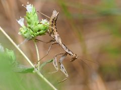 Auf der Lauer - Gottesanbeterin Ameles gracilis