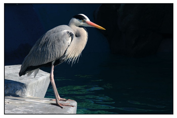 Auf der Lauer! Graureiher Zoo Köln