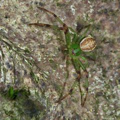 Auf der Lauer - Grüne Krabbenspinne