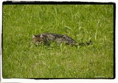 Auf der Lauer im Gras