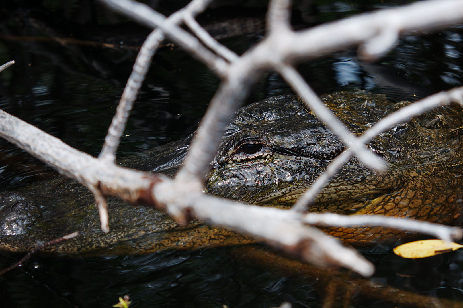 Auf der Lauer in den Mangroven der Everglades