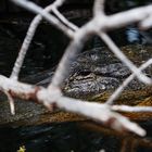 Auf der Lauer in den Mangroven der Everglades