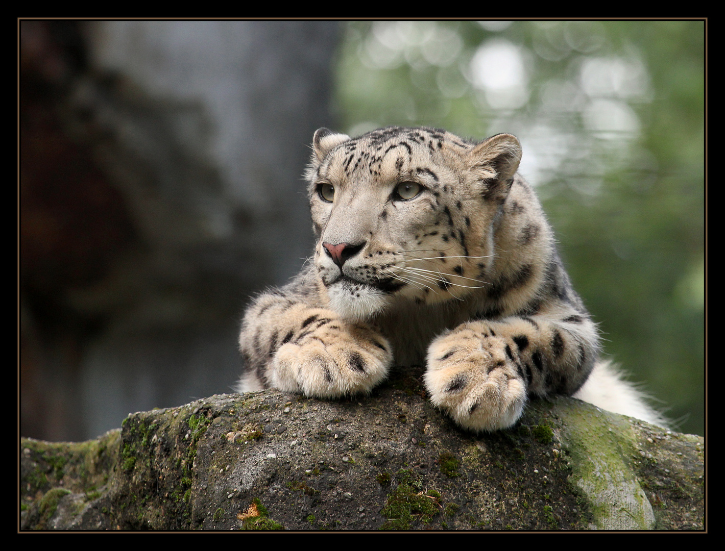 Auf der Lauer, liegt die Katz!