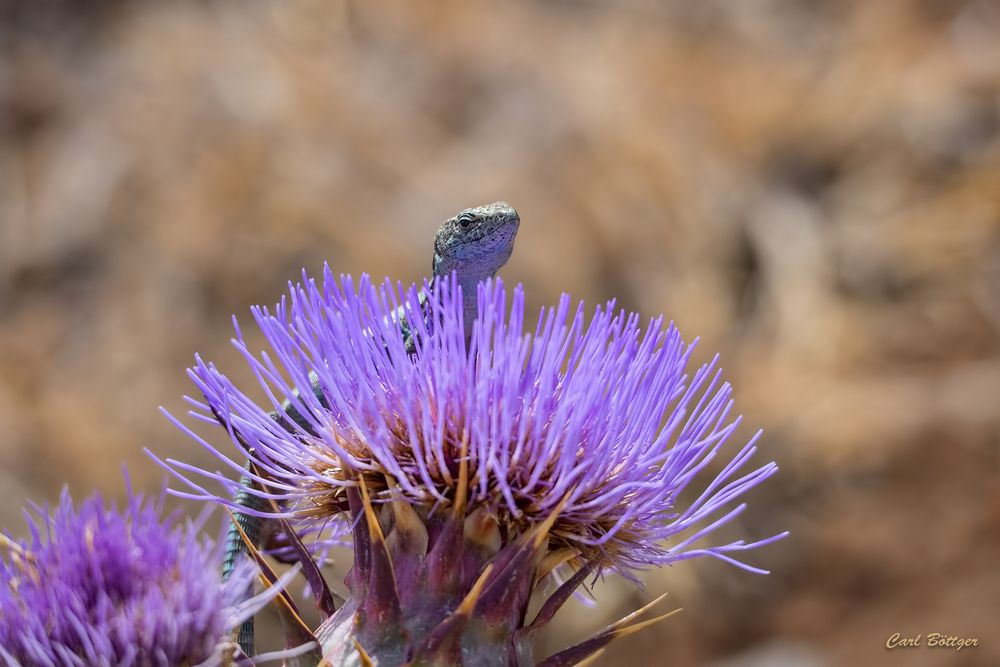 Auf der Lauer - Madeira-Mauereidechse (Teira dugesii)