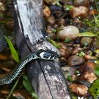 Auf der Lauer, Ringelnatter auf Jagd