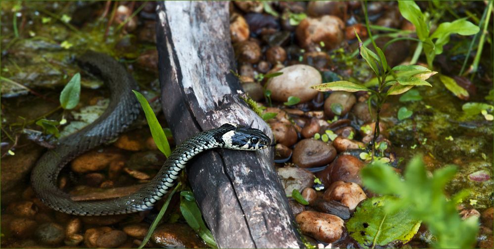 Auf der Lauer, Ringelnatter auf Jagd