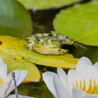 auf der Lauer saß der Teichfrosch ...