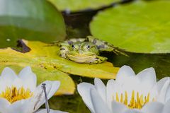 auf der Lauer saß der Teichfrosch ...