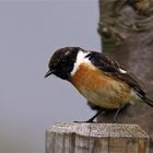 Auf der Lauer - Schwarzkehlchen-Männchen, Saxicola rubicola 