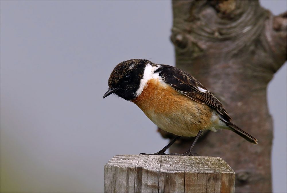 Auf der Lauer - Schwarzkehlchen-Männchen, Saxicola rubicola 