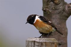 Auf der Lauer - Schwarzkehlchen-Männchen, Saxicola rubicola 