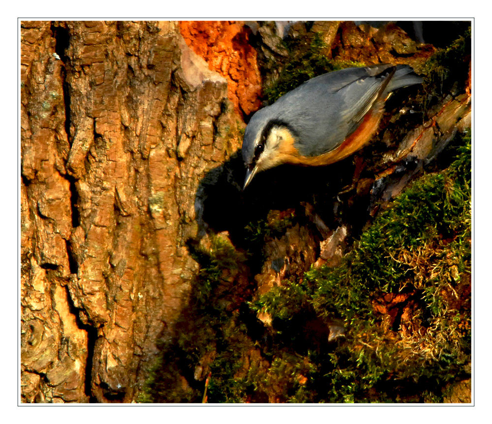 Auf der Lauer - sitta europaea