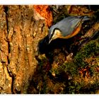 Auf der Lauer - sitta europaea