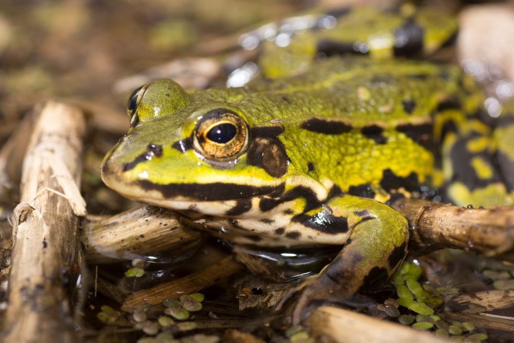 Auf der Lauer.............. Teichfrosch