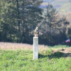 Auf der Lauer, warten auf eine günstige Gelegenheit