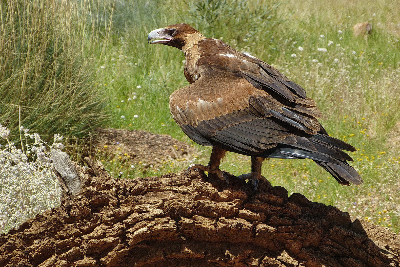 Auf der Lauer  Wildlife Australien