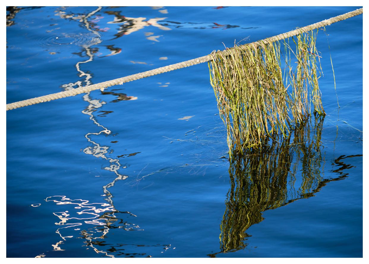 auf der Leine Foto & Bild world, ostsee, meer Bilder auf