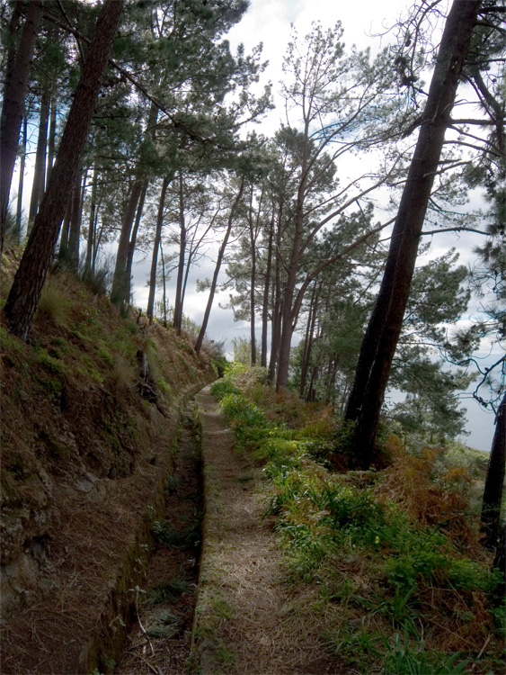 Auf der Levada durch den Wald