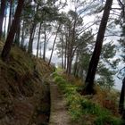 Auf der Levada durch den Wald