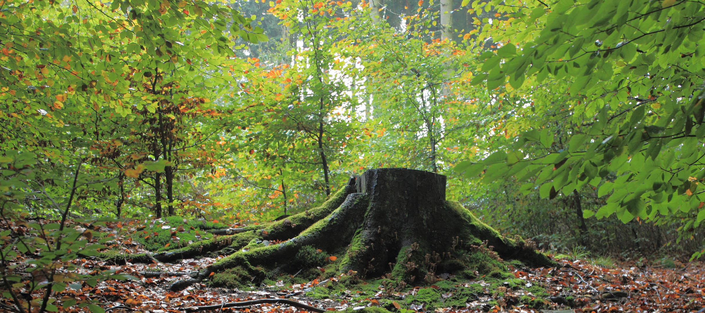 auf der Lichtung