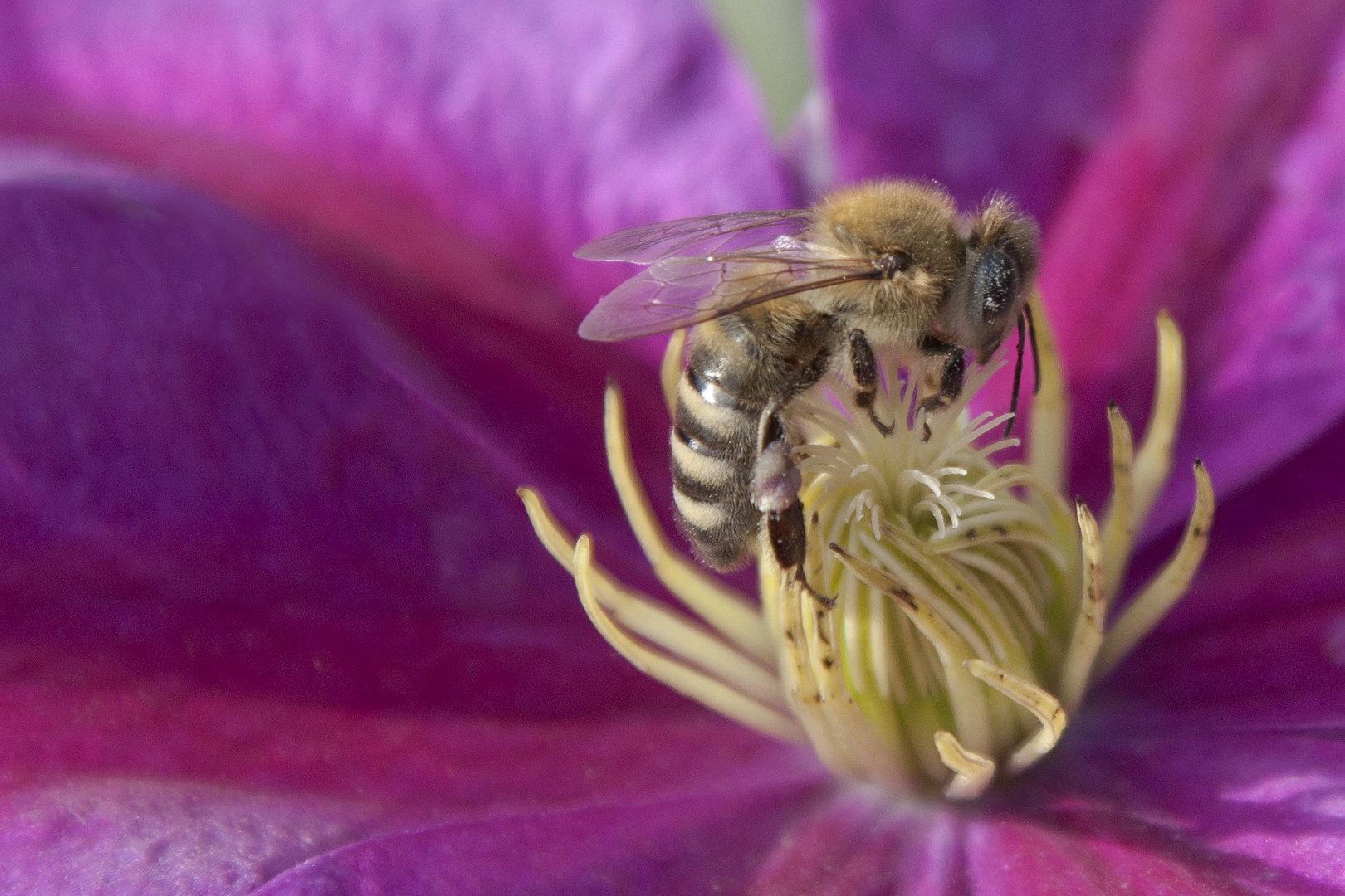 Auf der lila Blüte