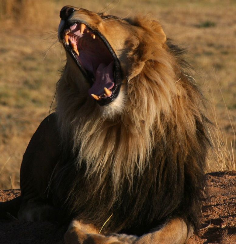 Auf der Lion-Lapa in Okonjima