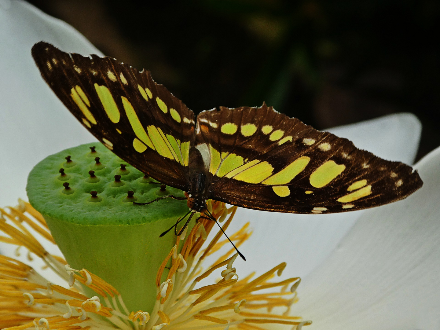 Auf der Lotosblüte