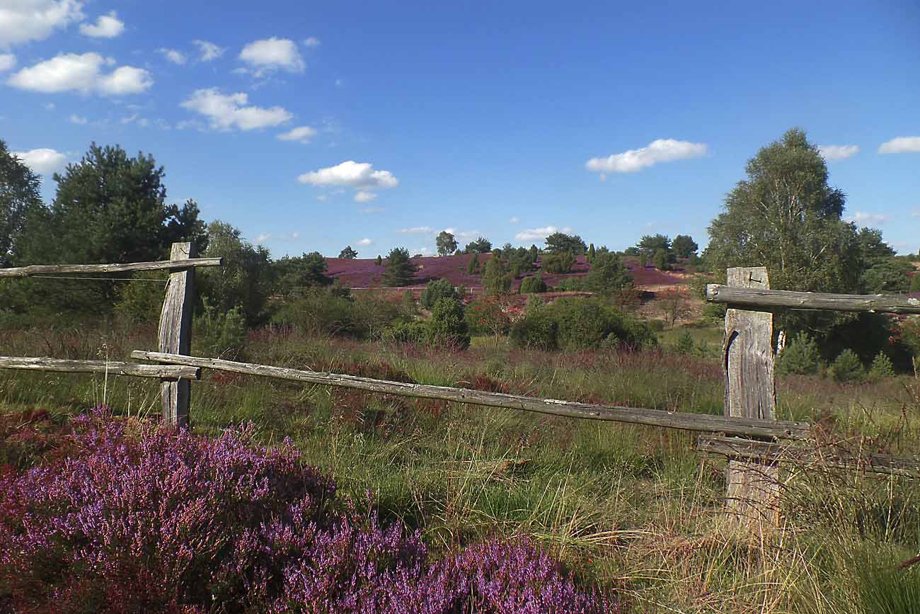 Auf der Lüneburger Heide ...