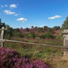 Auf der Lüneburger Heide ...