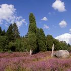 Auf der Lüneburger Heide, 