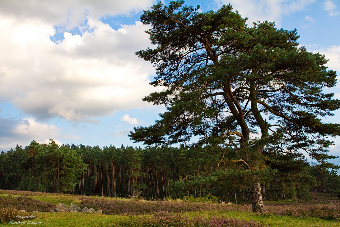 Auf der Lüneburger Heide ...