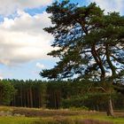 Auf der Lüneburger Heide ...