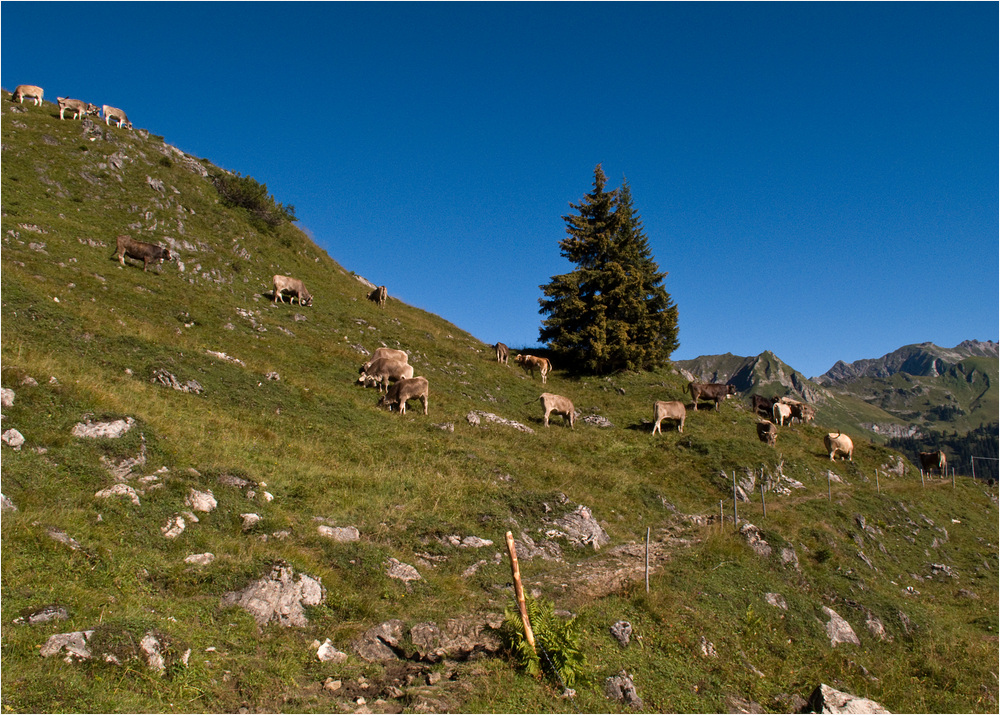 Auf der Lugenalpe